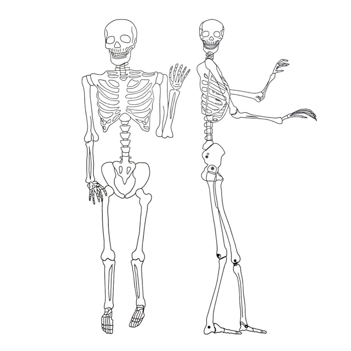 Member's Mark 2 Piece Animated Skeleton Decor, Talking, LED Eyes, Bronze